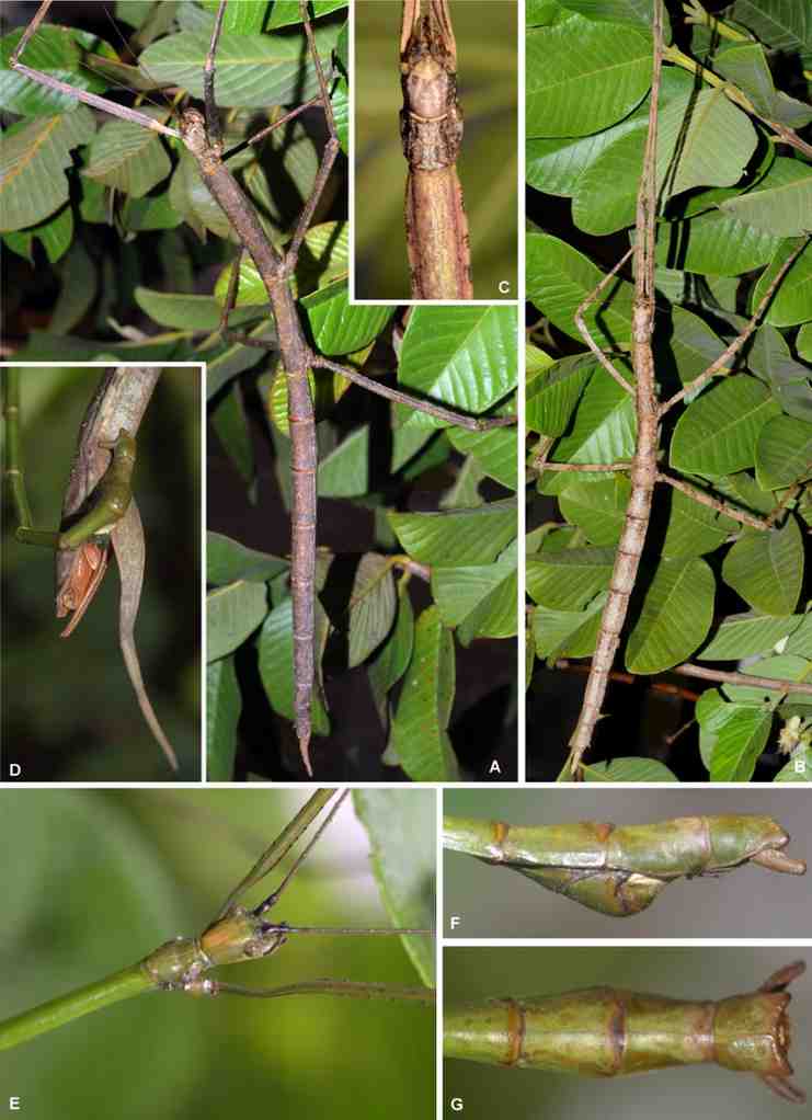 Nesiophasma giganteum specimen